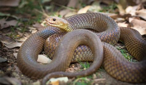 Mulga snake - Australian Geographic