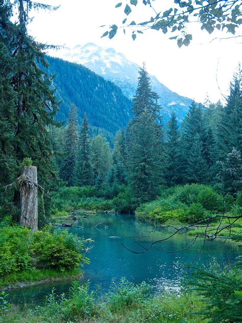 Fish Creek In Tongass National Forest By Hyder-ak Photograph by Ruth Hager