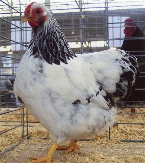 Columbian Wyandotte Bantam Chickens | Cackle Hatchery