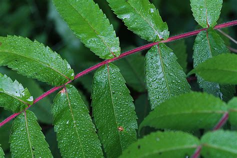 plant, Stem, Leaves, Macro, Drops Wallpapers HD / Desktop and Mobile ...