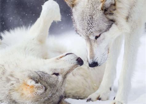 Wolf Behavior - AnimalBehaviorCorner