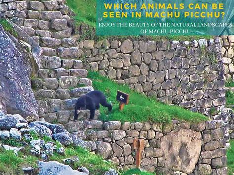 Which Animals can be seen in Machu Picchu?