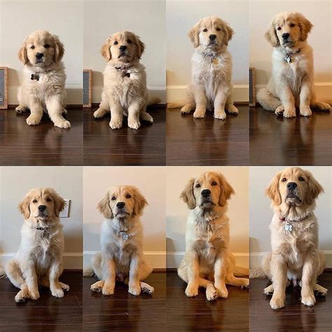 Golden Retriever Puppy Size Chart