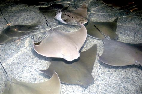 Cownose Stingray – "OCEAN TREASURES" Memorial Library