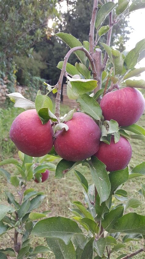 Pomme 🍏 | Fruit plants, Exotic fruit, Fruit picture