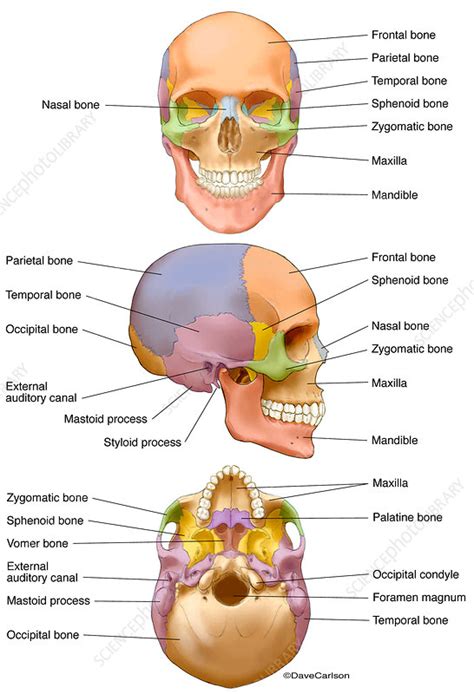 Human Skull (labelled), illustration - Stock Image - C043/4880 ...