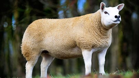 Lanark in-lamb Texels hit 20,000gns twice - Farmers Weekly