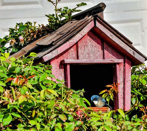 Blue Bird In Red Birdhouse Free Stock Photo - Public Domain Pictures