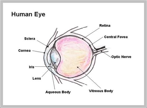 Parts of the eye labeled - Graph Diagram