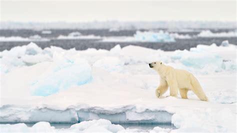 10 Freezing Facts About the Arctic's Ecosystem | Mental Floss