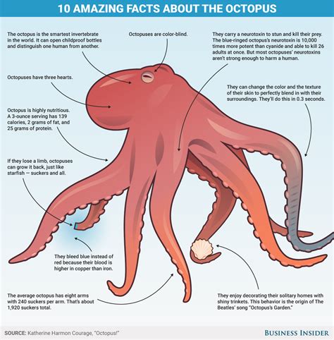 New post on businessinsider | Incredible creatures, Octopus facts, Octopus