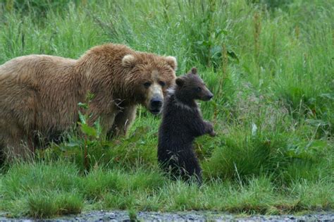 Kodiak Bear Center Lodge Tour; Kodiak Wildlife Refuge Alaska