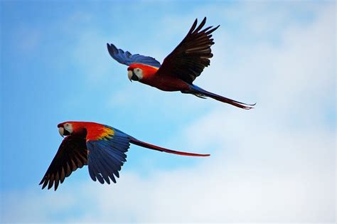 Parrots Parrot Pair · Free photo on Pixabay