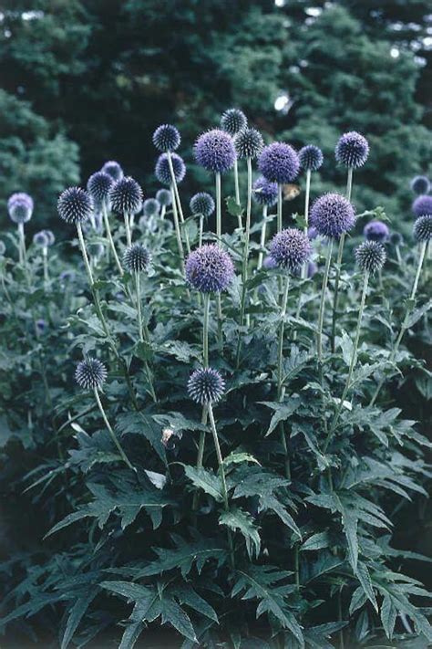 Flower ECHINOPS RITRO METALLIC Blue 30 Quality Seeds - Etsy