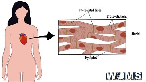 Cardiac Muscle Diagram, Anatomy and Clinical Significance - WOMS