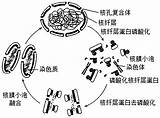 核纤层蛋白形成骨架结构支�于核膜的内侧，下图为细胞 高途 sketch template