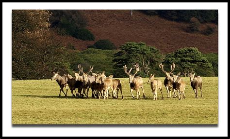 Deer ~ Margam Country Park | Margam is famous as deer park ~… | Flickr