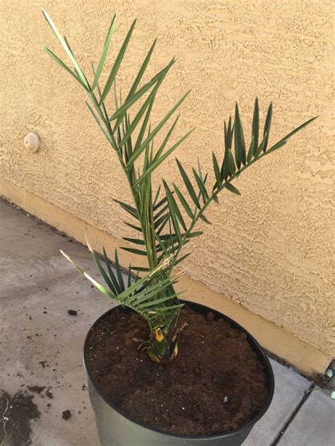 Here’s my 3 y/o barhi date palm that I grew from seed. It’s not much ...