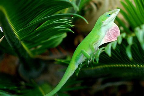 Green anole lizards evolving eyes | science, A small green anole lizard ...