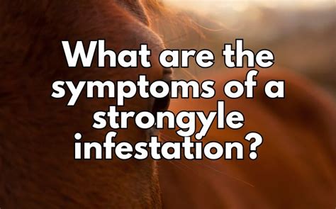 What are the symptoms of a strongyle infestation?