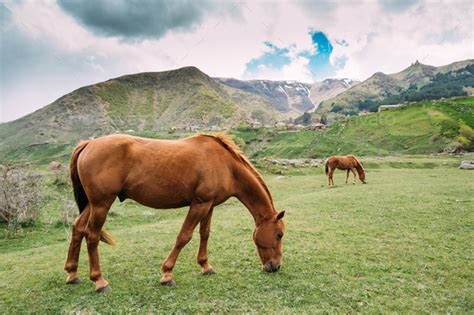 Horse Eating Grass In Spring Pasture. Horse Grazing On A Green M Stock Photo by Great_bru