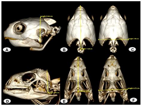 Turtle Head Anatomy