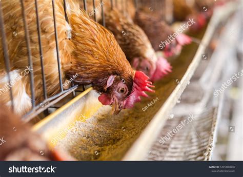 8,155 Caged chicks Images, Stock Photos & Vectors | Shutterstock