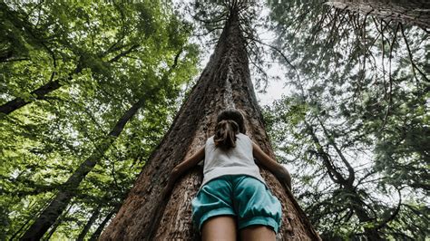 Going back to our roots: The benefits of tree hugging