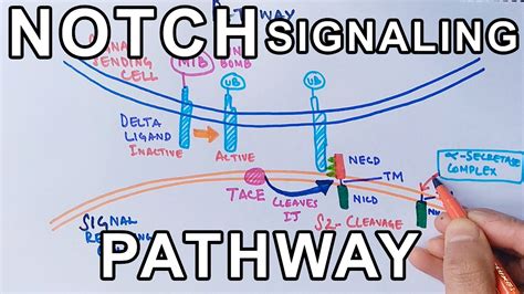 Mechanism of NOTCH SIGNALING PATHWAY - YouTube