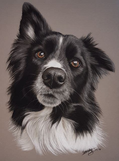 Igor, border collie, pastels 30 par 40cm | Puppy art, Border collie art ...