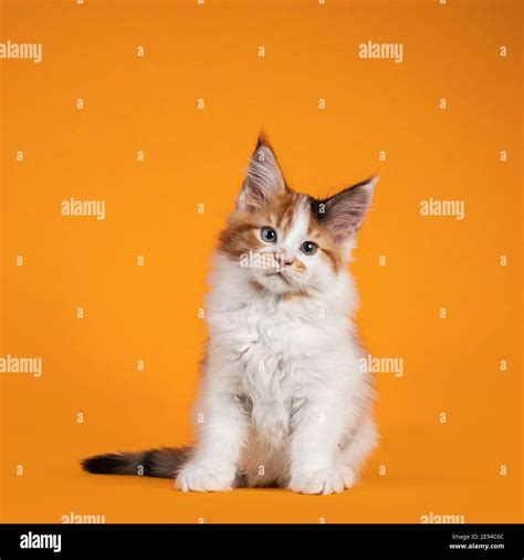 Cute odd eyed Maine Coon cat kitten, sitting up facing front. Looking towards camera. Isolated ...