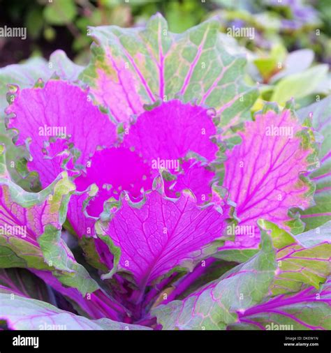 Purple fall cabbage hi-res stock photography and images - Alamy