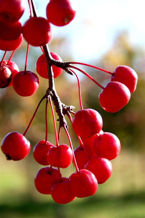 Trees We Love - Crabapple | Shade Tree Farm