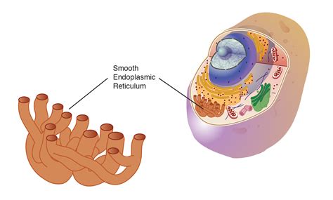 Smooth Er Diagram – ERModelExample.com