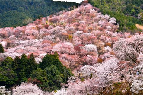 Mount Yoshino Cherry Blossoms - Japan Web Magazine | Cherry blossom, Beautiful places in japan ...