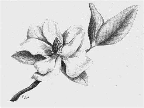 Southern Magnolia Drawing by Mary Rogers - Pixels