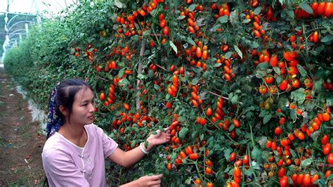 Harvesting Cherry Tomatoes! Is it fruit or vegetable? - YouTube