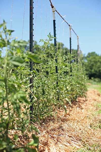 Calling Gardeners... Supporting indeterminate tomatoes and cucumbers - AR15.COM