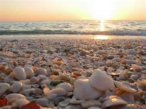 Big shell beach Padre Island National Seashore.. pic taken late October | Sea shells, Anna maria ...