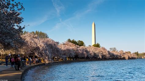 cherry blossoms — Content — Trust for the National Mall