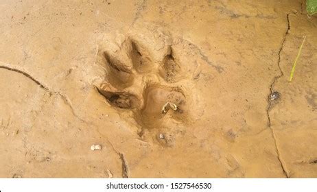 Hyena Paw Photos and Images | Shutterstock