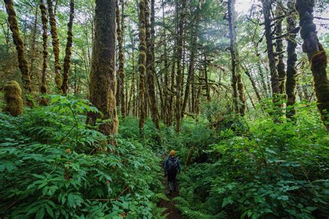 The Great Bear Rainforest - Spirit Bear Lodge