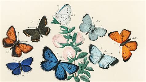 Vintage butterfly desktop wallpaper, background painting, Butterflies ...