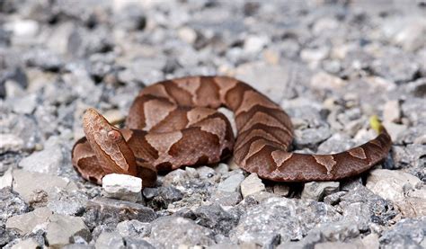 Copperhead Snake Habitat