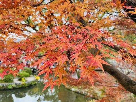 The delicate autumn leaves in Dazaifu | Trip.com Dazaifu