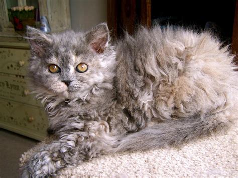 These Poodle Cats Are So Fluffy You'll Squeal With Delight When You See ...