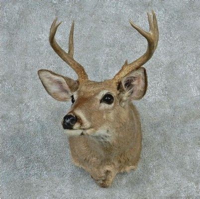 Coues Whitetail Deer Mount #12743 - The Taxidermy Store | Deer, Whitetail deer, Deer mounts