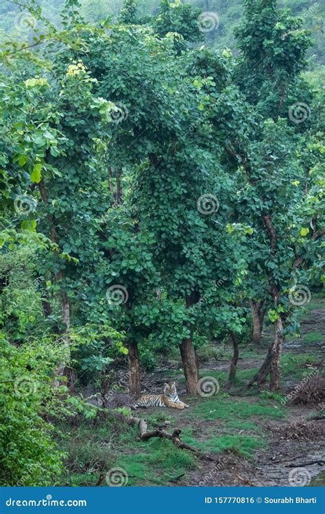 Mating Pair of Wild Bengal Tigers Resting in Nature Abode Just after Rain on a Scenic Location ...