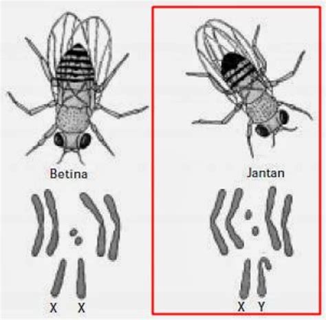 Gambarkan skema kromosom sel tubuh lalat buah jantan dengan kromosom 4 ...