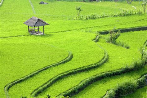 Rice paddy field, Selat, Bali Island, Indonesia, Pacific Ocean - Stock Photo - Dissolve